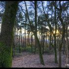 Sonnenuntergang im Wald