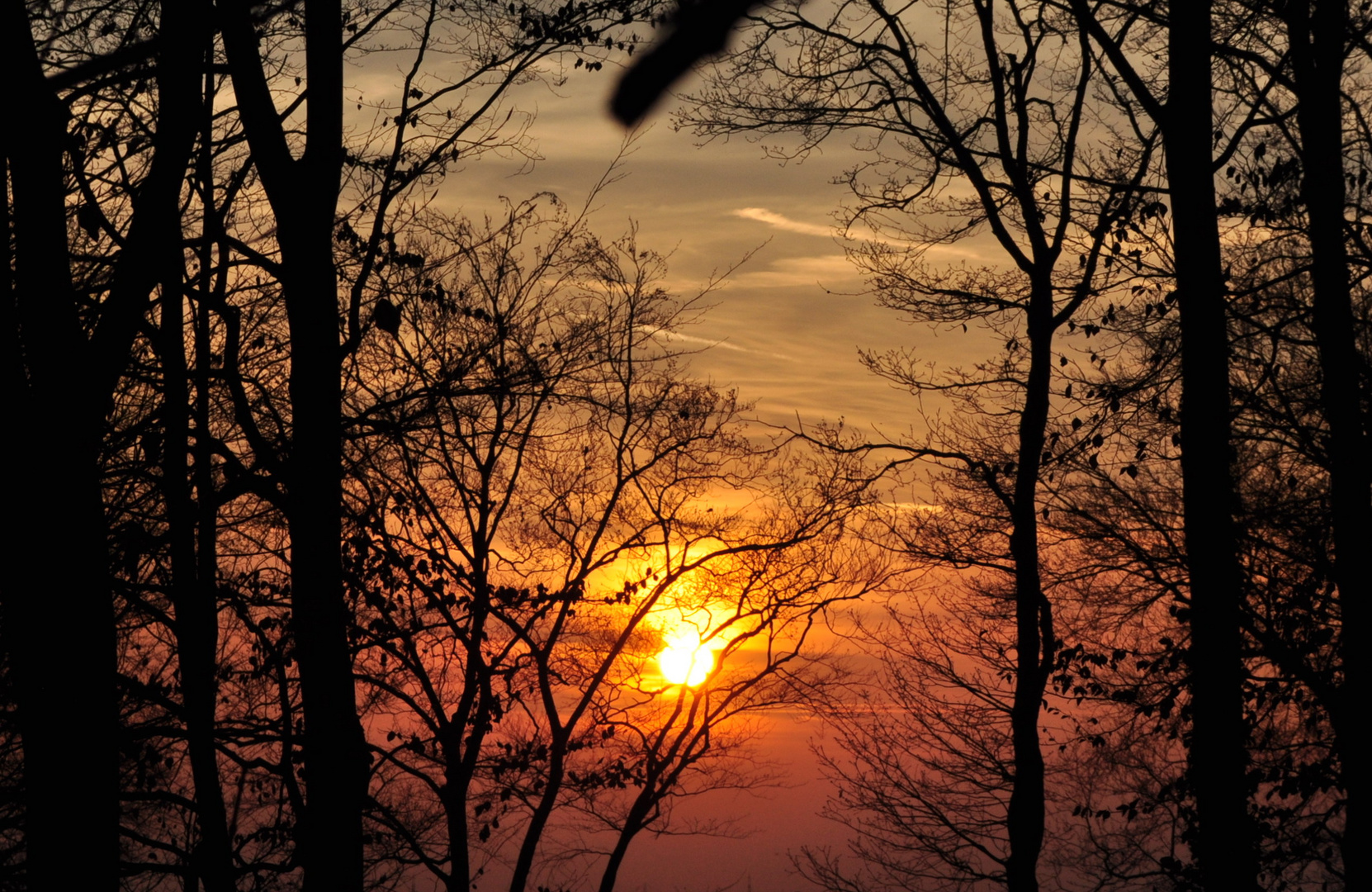 Sonnenuntergang im Wald