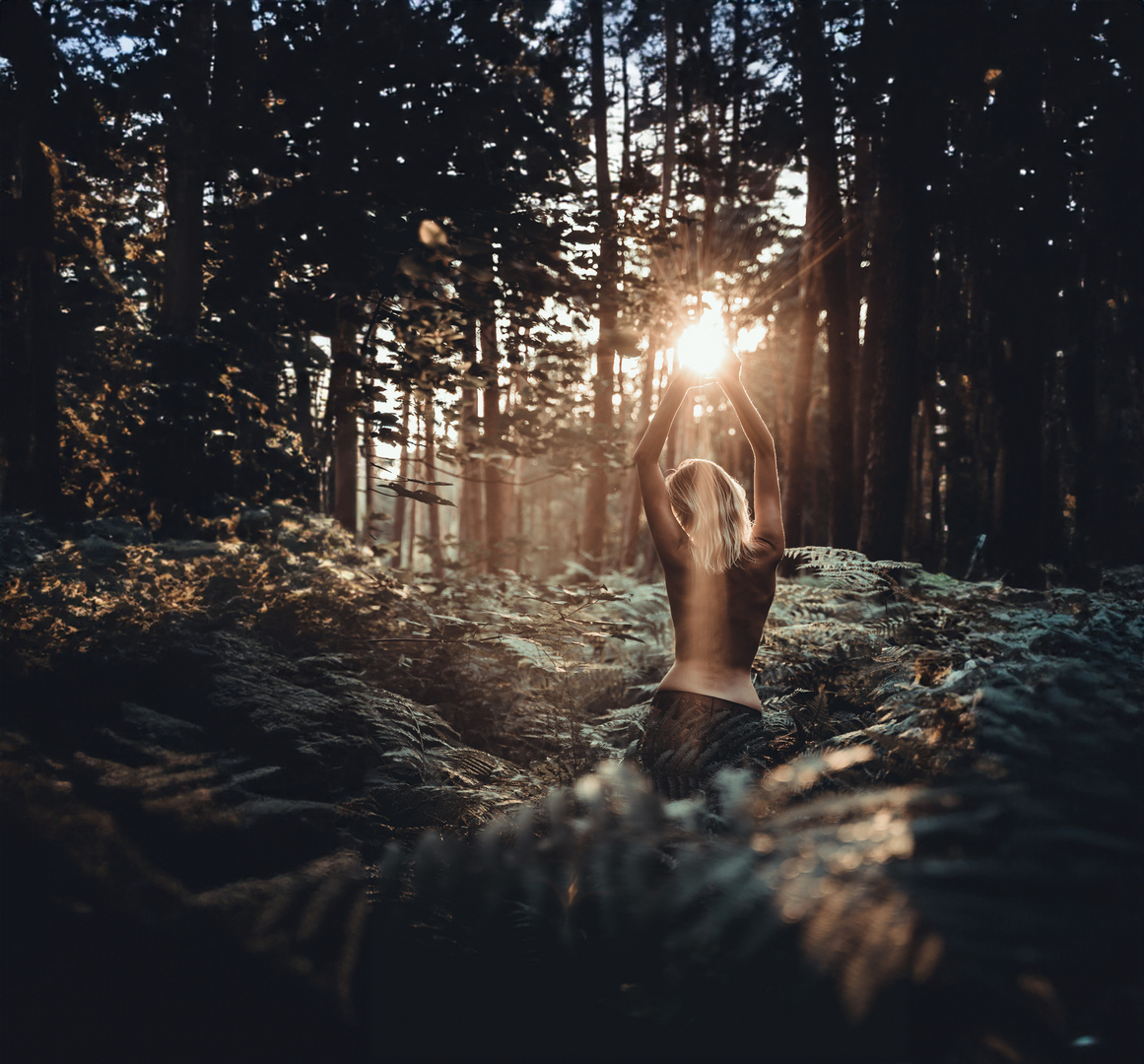 Sonnenuntergang im Wald