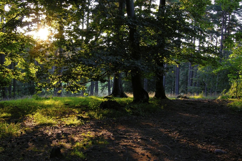 Sonnenuntergang im Wald