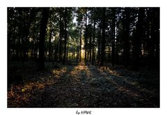 Sonnenuntergang im Wald