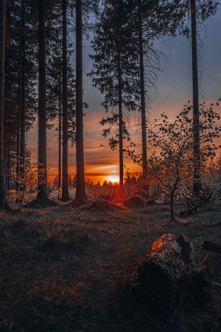 Sonnenuntergang im Wald 