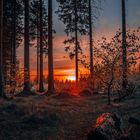 Sonnenuntergang im Wald 