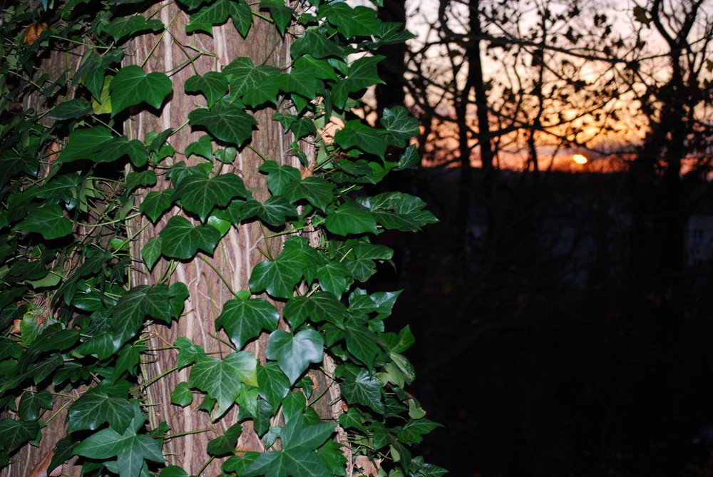 Sonnenuntergang im Wald