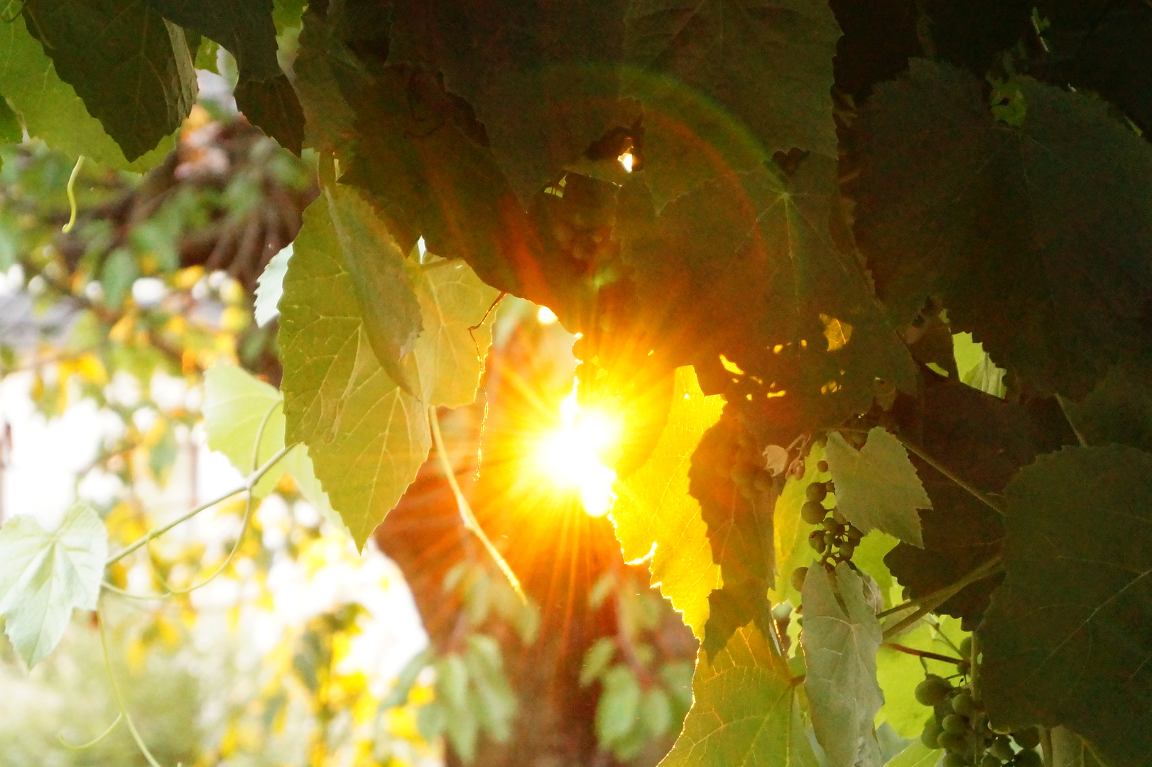 Sonnenuntergang im Wein...