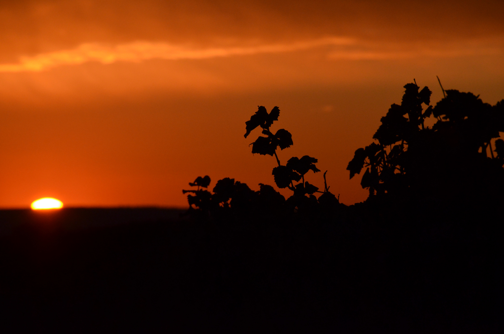 Sonnenuntergang im Weinberg