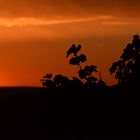 Sonnenuntergang im Weinberg