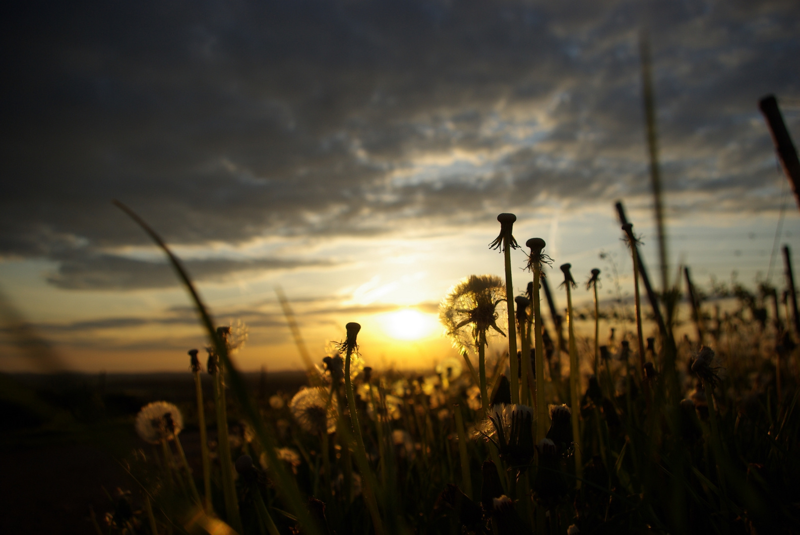 Sonnenuntergang im Weinberg