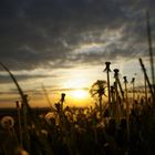 Sonnenuntergang im Weinberg