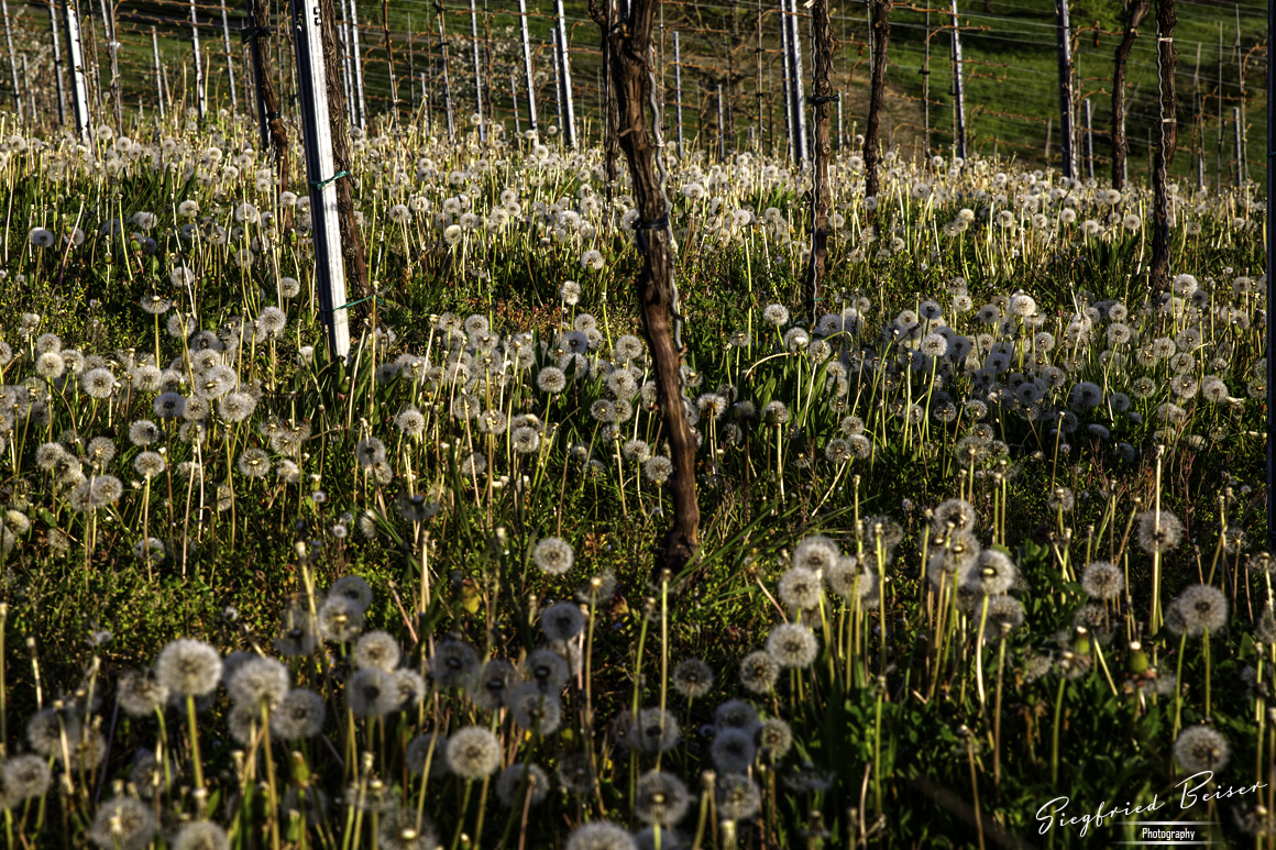 Sonnenuntergang im Weinberg