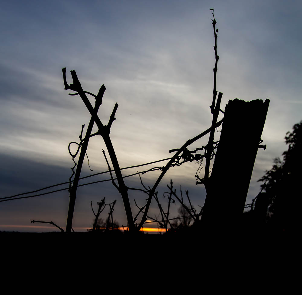 Sonnenuntergang im Weinberg 2