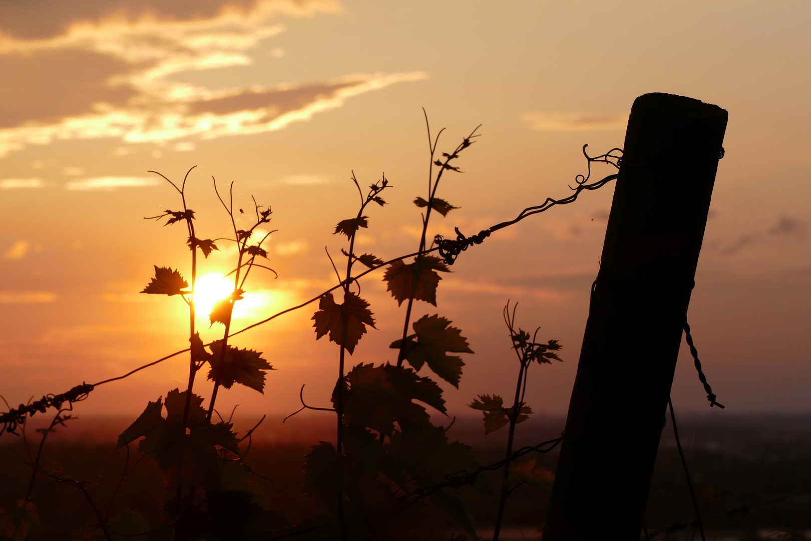 Sonnenuntergang im Weinberg