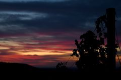 Sonnenuntergang im Weinberg