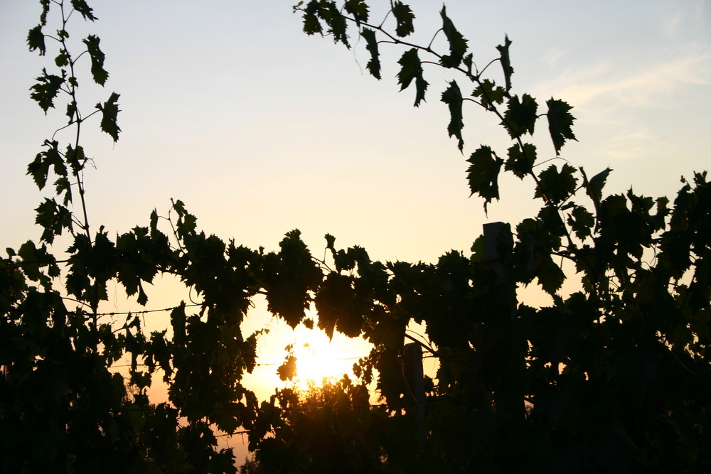 Sonnenuntergang im Weinberg