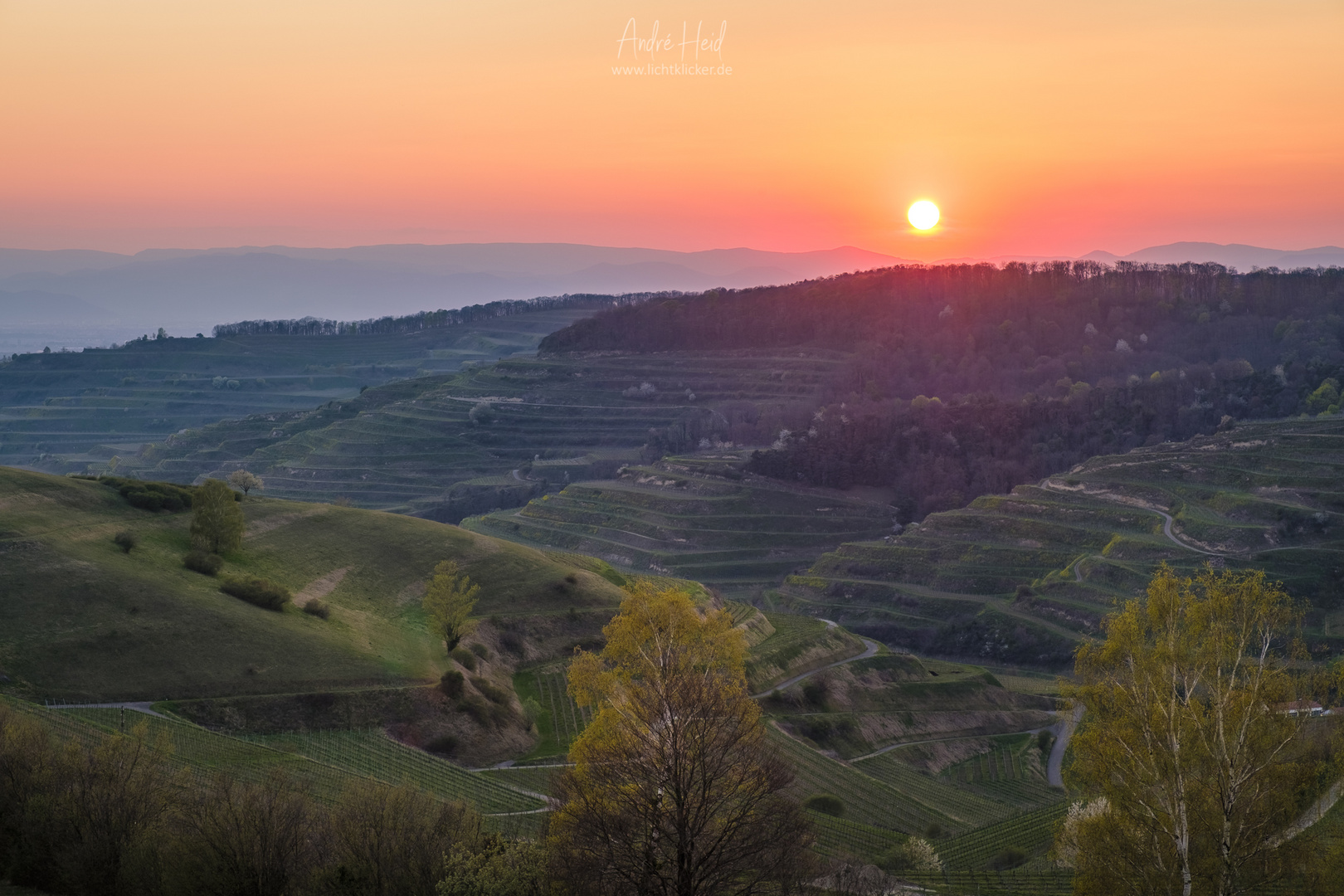 Sonnenuntergang im Weinberg