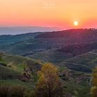 Sonnenuntergang im Weinberg