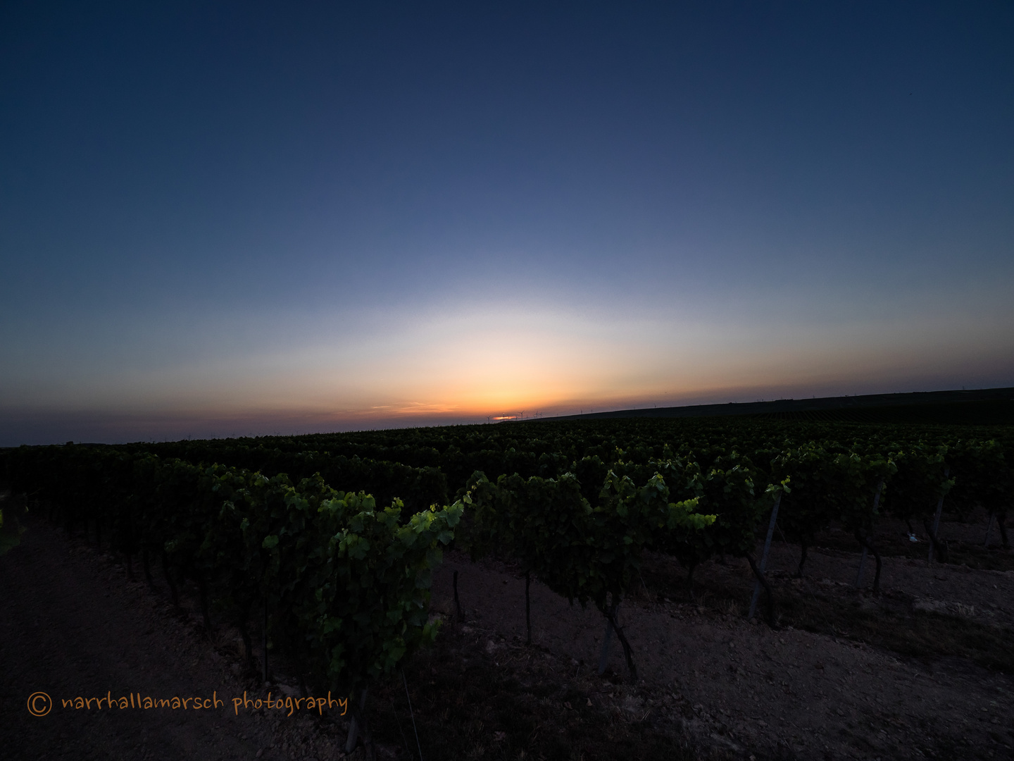 Sonnenuntergang im Weinberg