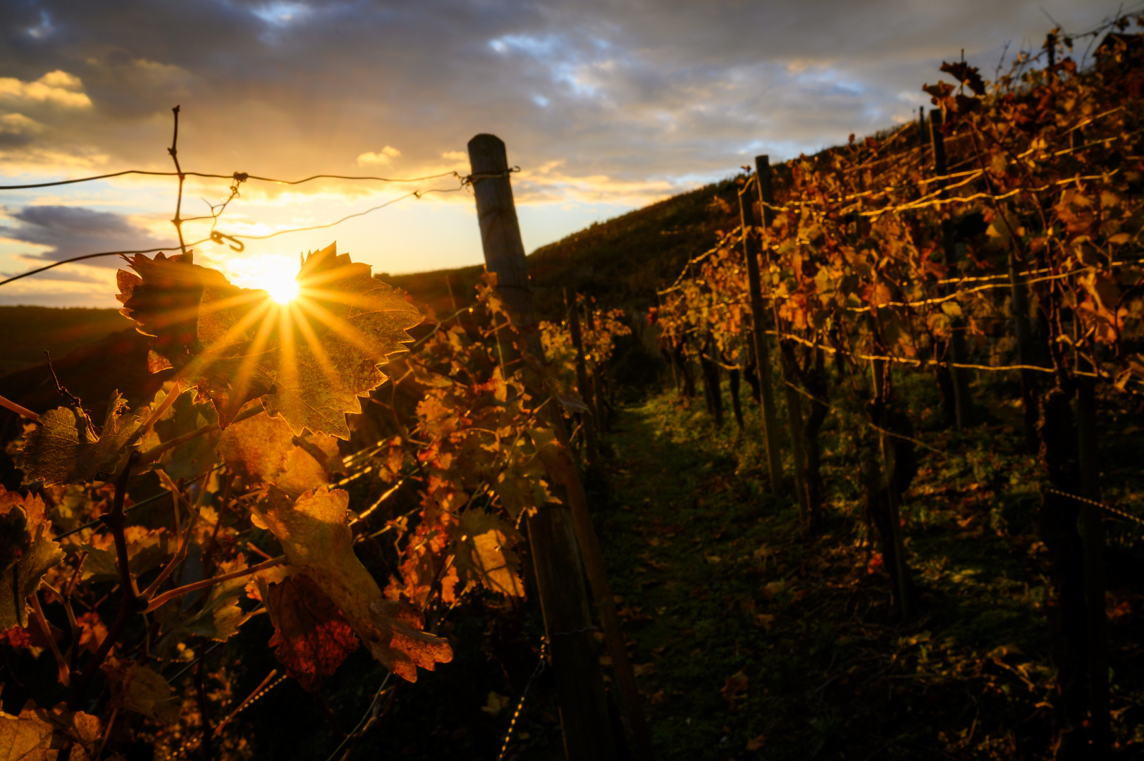 Sonnenuntergang im Weinberg