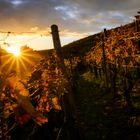 Sonnenuntergang im Weinberg