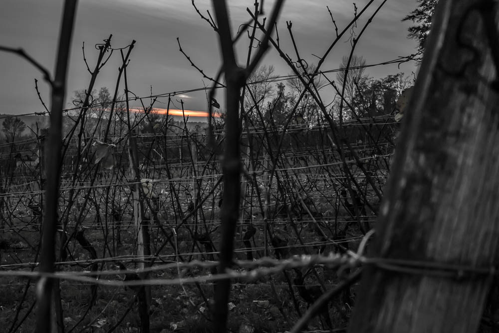 Sonnenuntergang im Weinberg