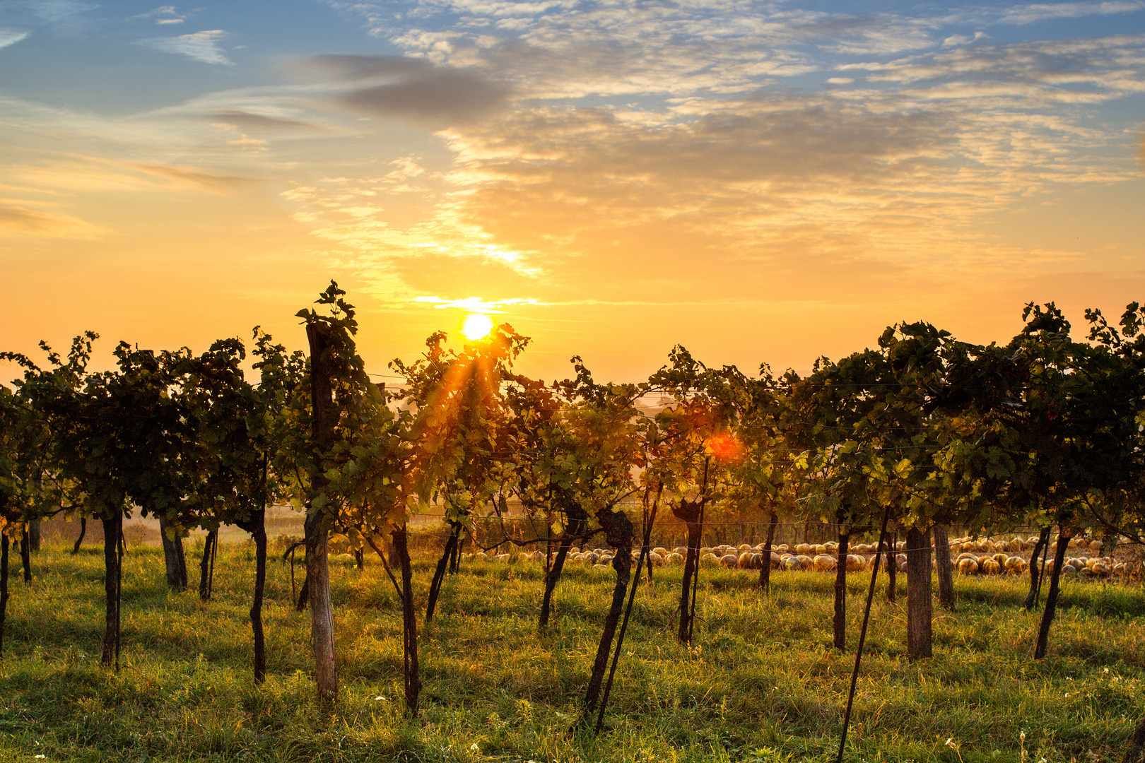 Sonnenuntergang im Weinberg