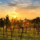 Sonnenuntergang im Weinberg