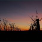 Sonnenuntergang im Weinberg