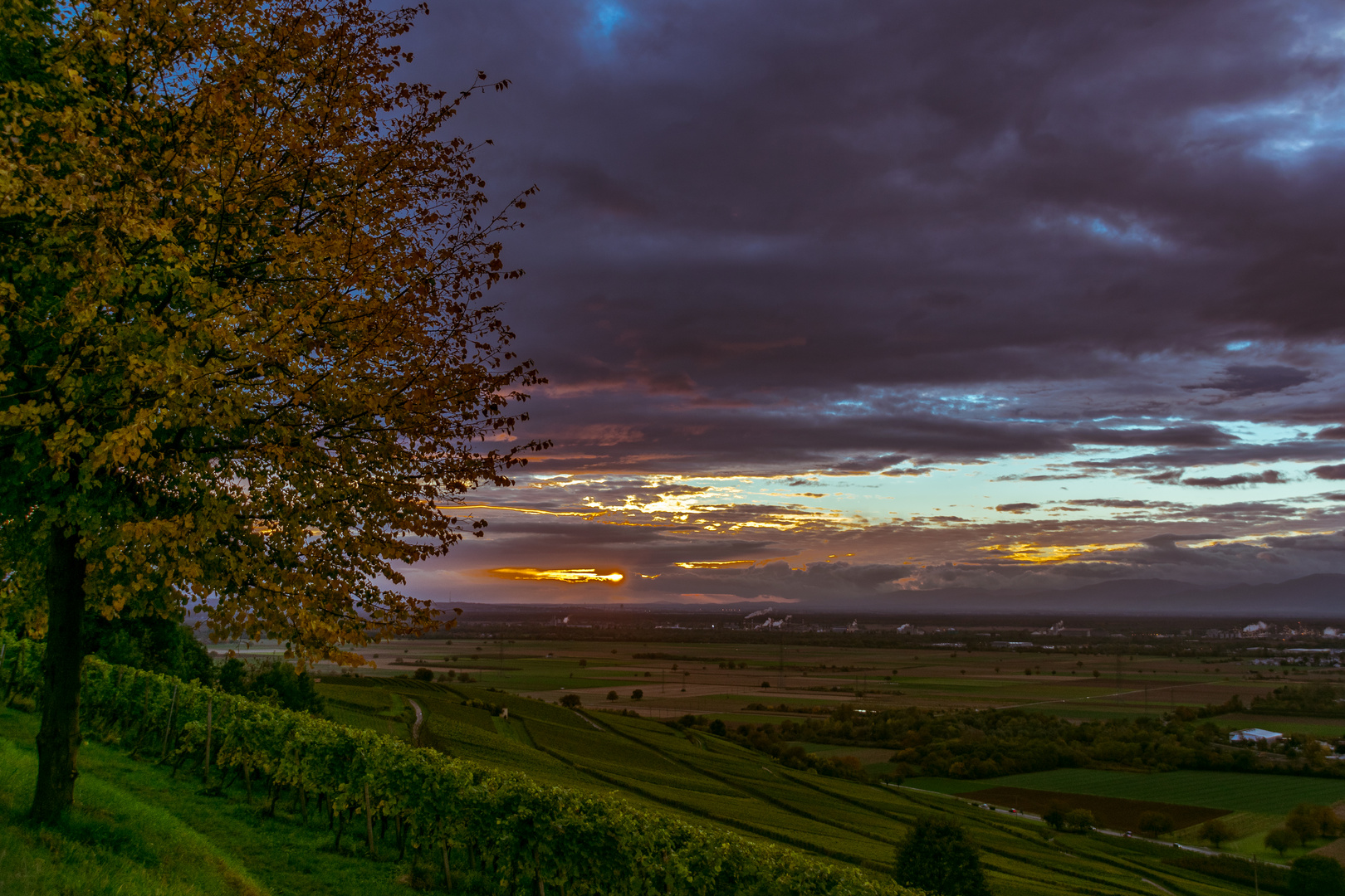 Sonnenuntergang im Weinberg