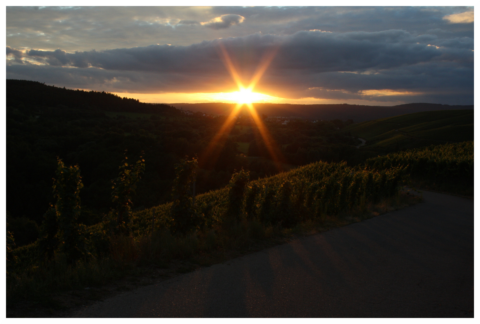 Sonnenuntergang im Weinberg