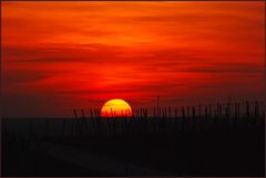 Sonnenuntergang im Weinberg