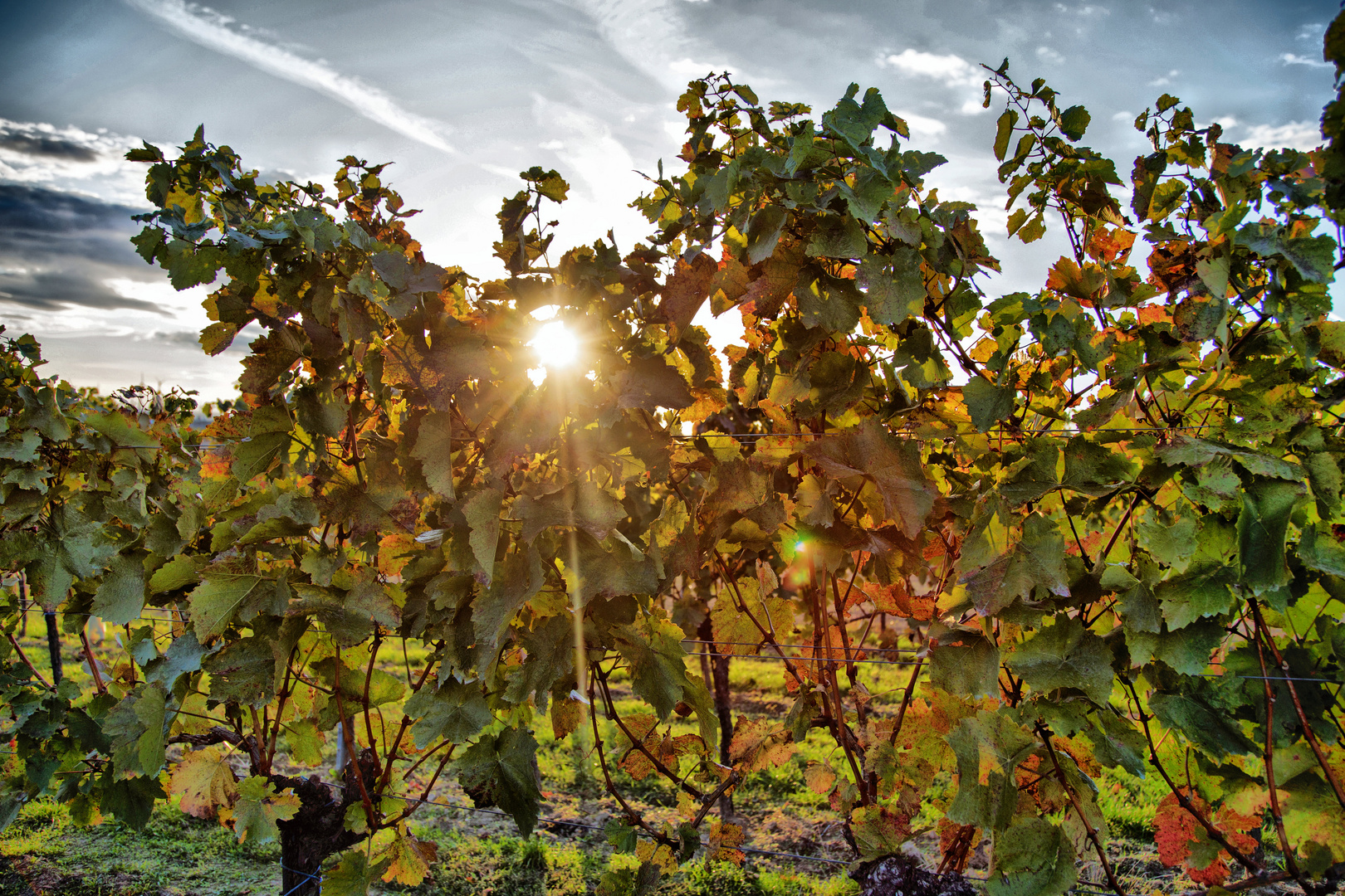 Sonnenuntergang im Weingarten