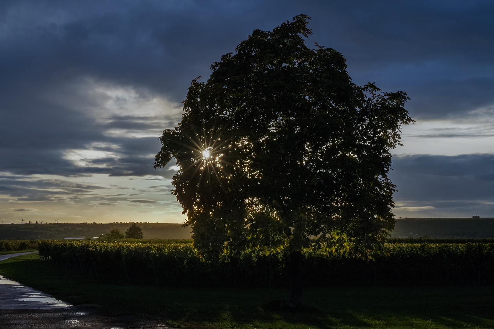 Sonnenuntergang im Weinland