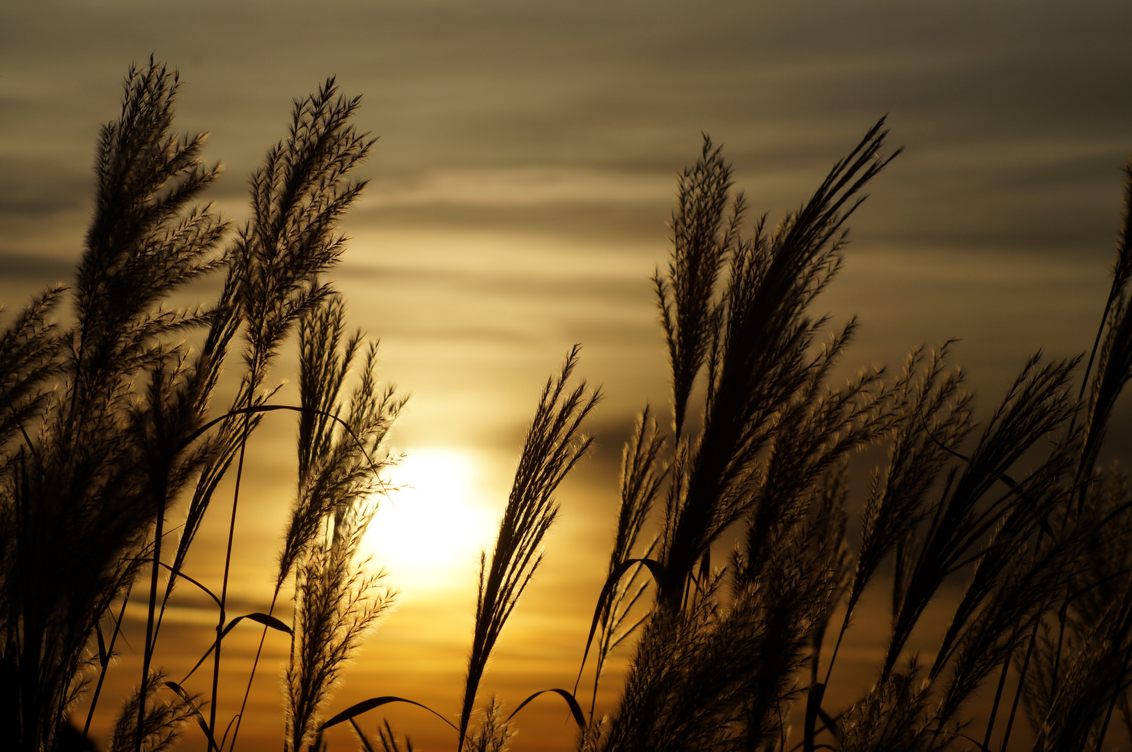 Sonnenuntergang im Wind