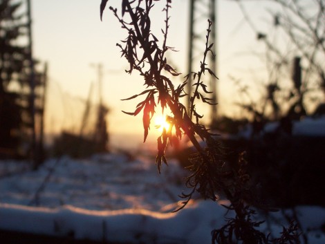 Sonnenuntergang im Winter (: