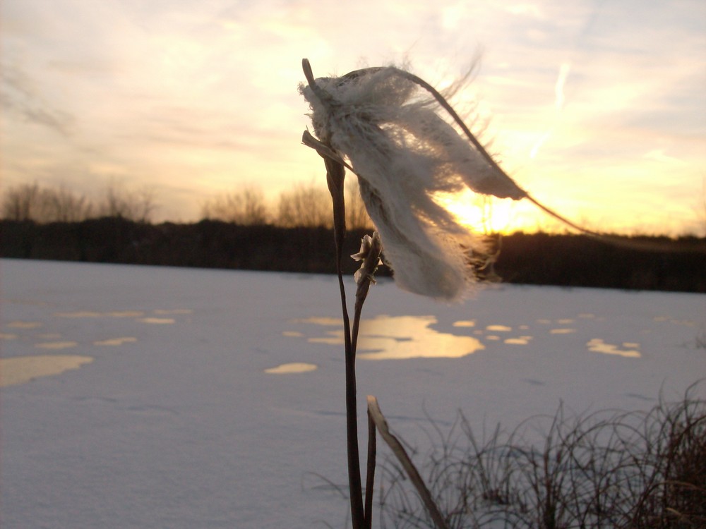 Sonnenuntergang im Winterlichem Moorsee