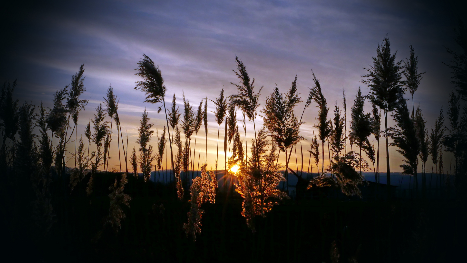 Sonnenuntergang im Winterschilf