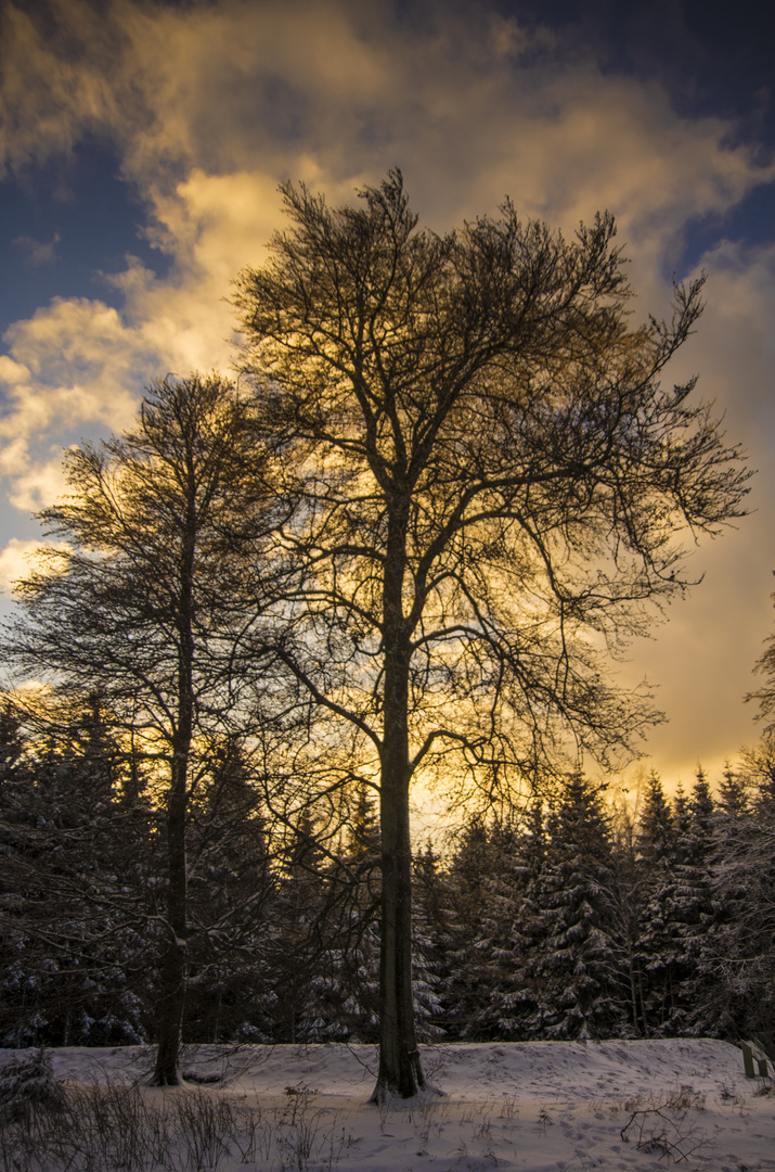 Sonnenuntergang im Winterwald