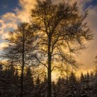 Sonnenuntergang im Winterwald