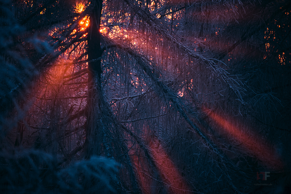 Sonnenuntergang im Winterwald