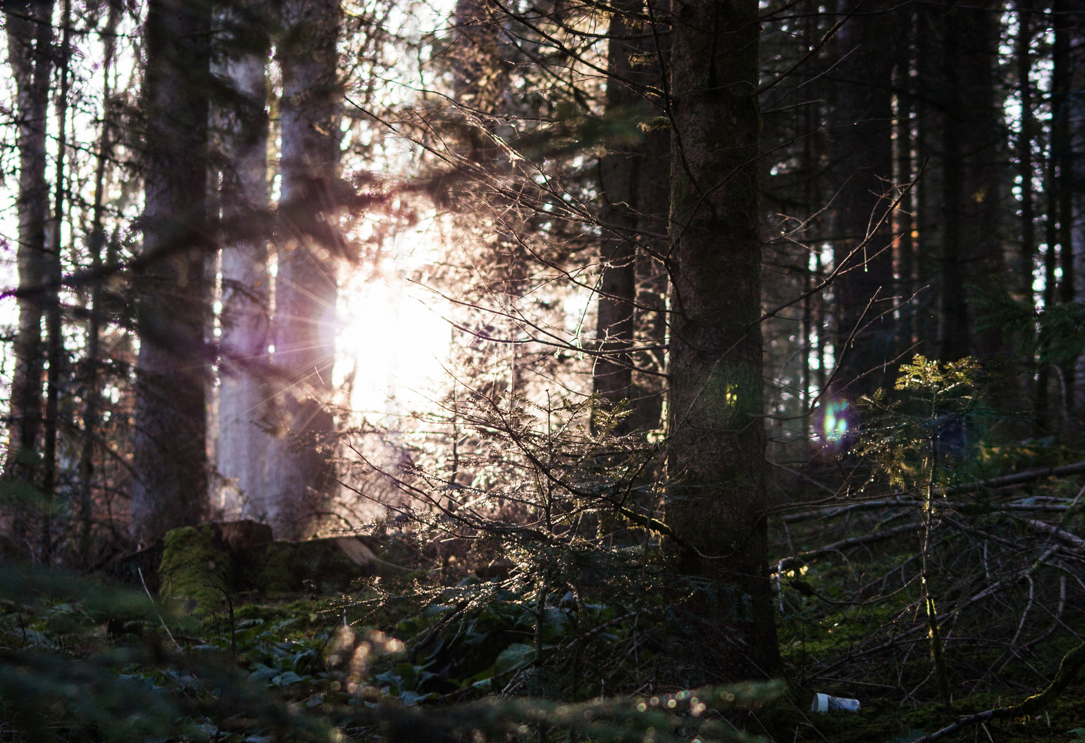 Sonnenuntergang im Zauberwald