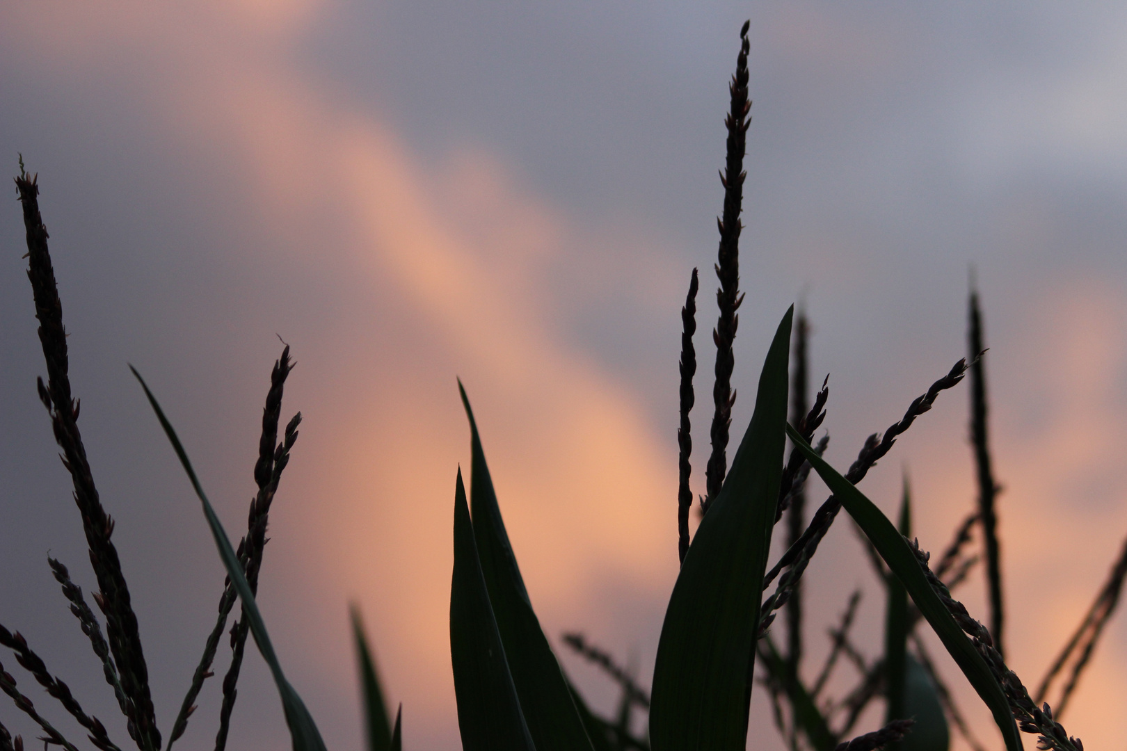 Sonnenuntergang im/am Maisfeld