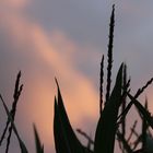 Sonnenuntergang im/am Maisfeld