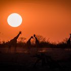 Sonnenuntergang in Afrika