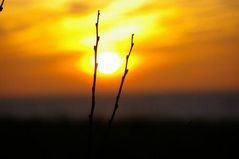 Sonnenuntergang in Ahrenshoop 1