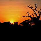 Sonnenuntergang in Amboseli