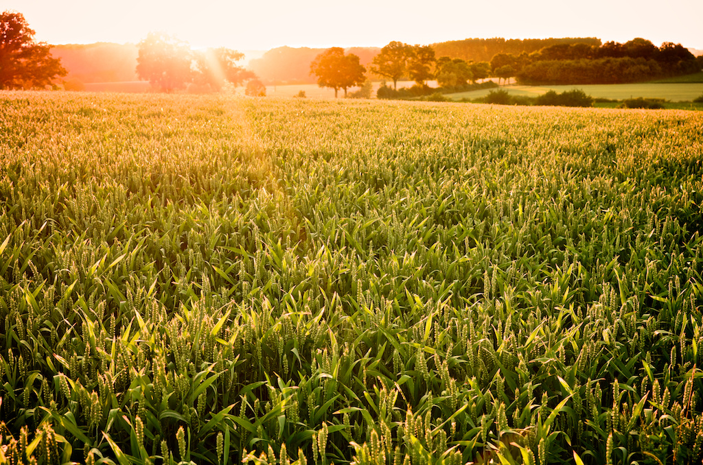 Sonnenuntergang in Billerbeck