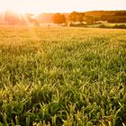 Sonnenuntergang in Billerbeck