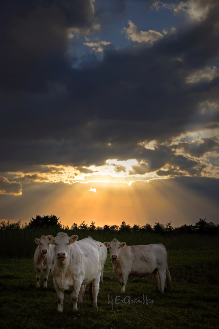 Sonnenuntergang in Dänemark