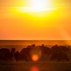 Sonnenuntergang in den Badlands....