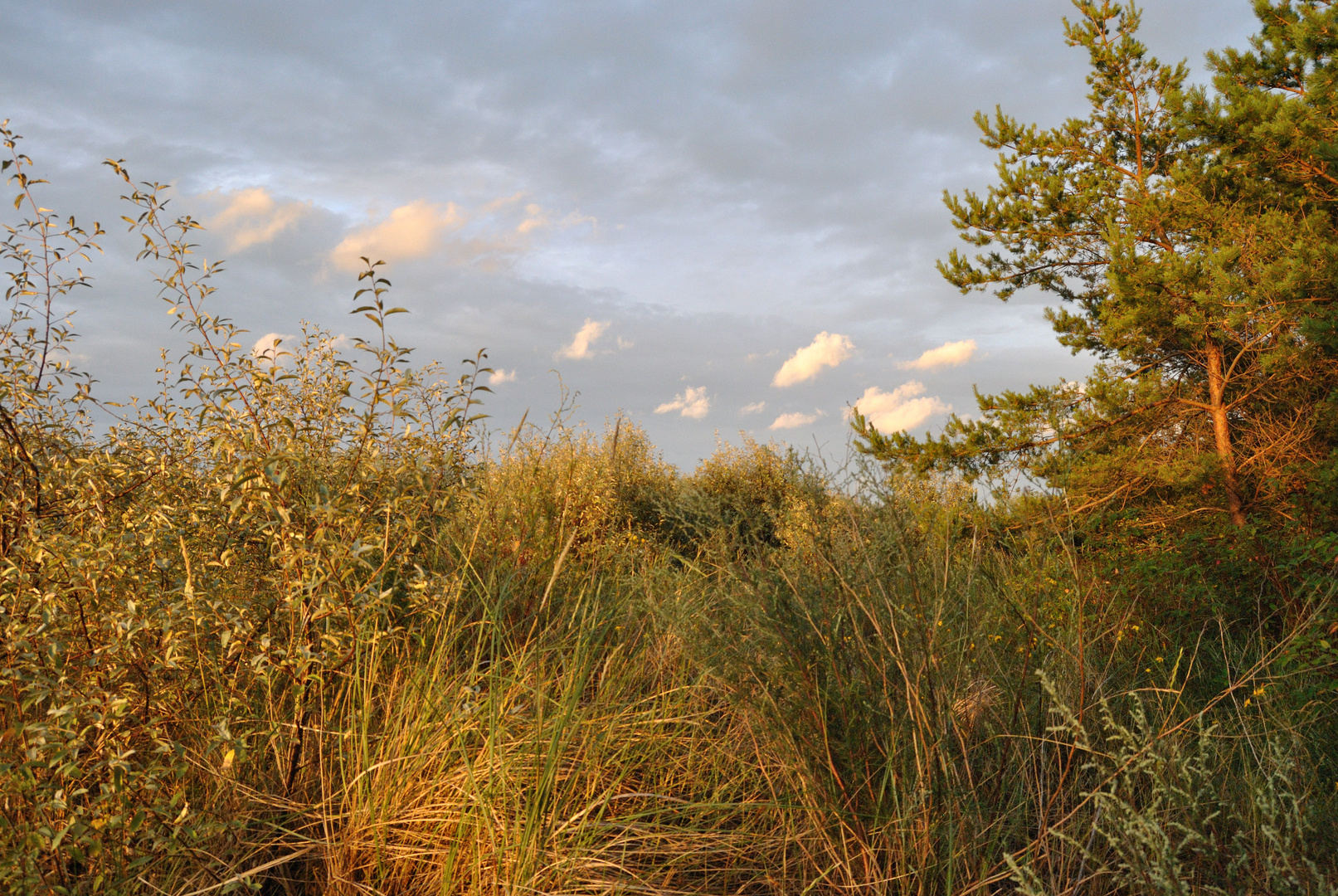 Sonnenuntergang in den Dünen auf Usedom